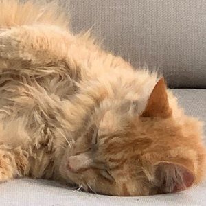 Meet your Posher, David